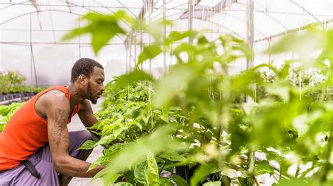 How Do You Grow Food Sustainably In The Caribbean