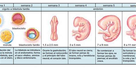 Etapas En El Desarrollo Embrionario Humano Vector Premium Reverasite
