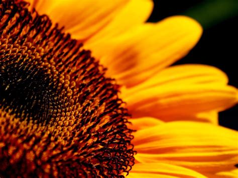 Sunflower Flower Close Up High Definition 2560x1600