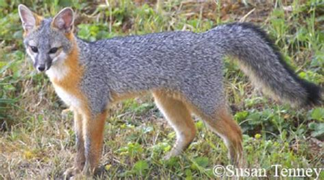 Tennessee Watchable Wildlife Gray Fox Hunted