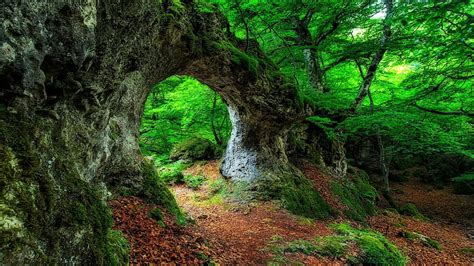 Forest Arch Green Arch Trees Nature Forest Hd Wallpaper Pxfuel