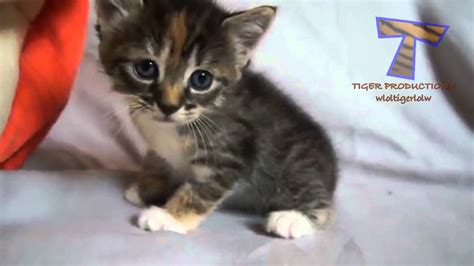 Little Kittens Meowing And Talking Cute Cat Compilation Youtube