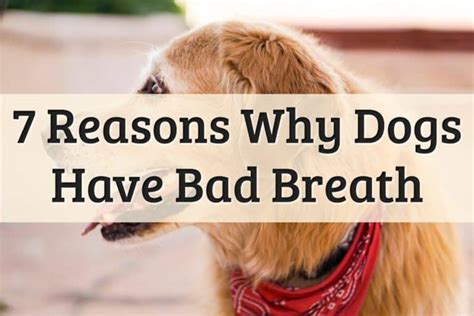 7 Reasons That Cause Dogs Bad Breath 2022 Guide Updated