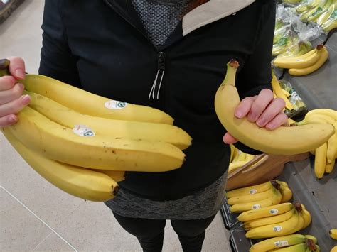 Large Bananas Found In Morrisons Banana For Scale Casualuk