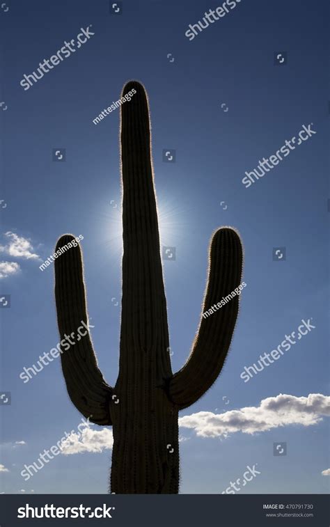 Saguaro Cactus Silhouette Carnegiea Gigantea Backlit Stock Photo