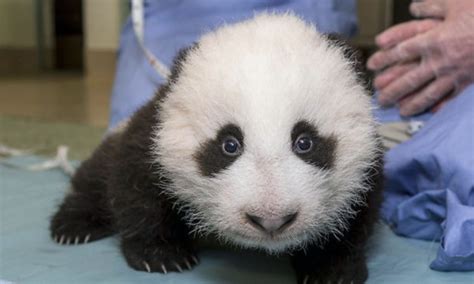 Giant Panda Cub In Awkward Toddler Stage Takes First Steps At San