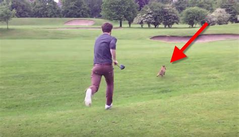 Chasing A Fox Can Be Funnier Than You Thought With Images Chase