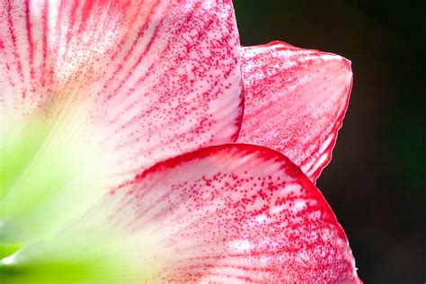 Closeup Photo Of Red And White Lily Flower Hd Wallpaper Wallpaper Flare