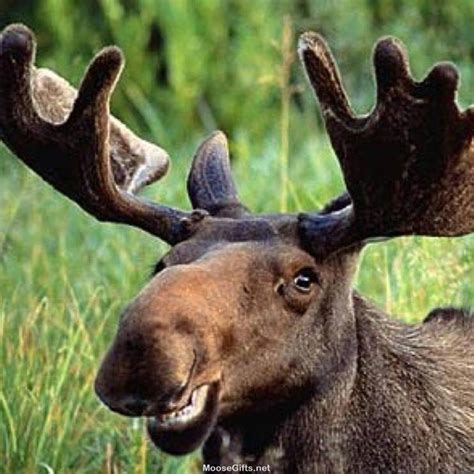 Visit For More Beautiful Moose Photos And Videos Moose