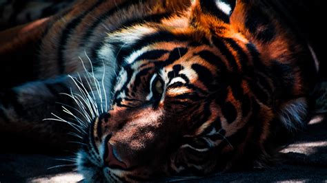 Wallpaper Id 157832 Tiger Big Cats Animals Free Download
