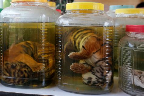 Thailands Tiger Tourism Expands Despite Raid On Infamous Tiger Temple