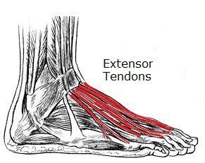 If raising your toes and pointing them towards you causes. Pain on Top of Foot: Causes, Symptoms & Treatment