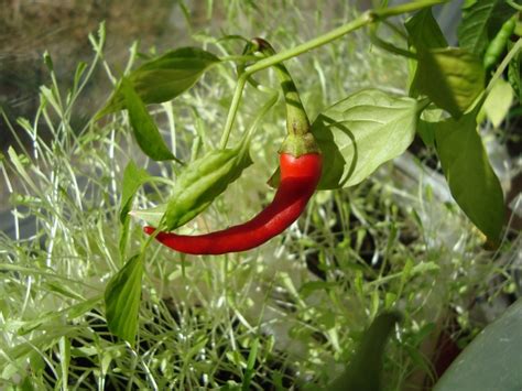 First Red Chili Pepper And About Pollinating The Plants Owlnature