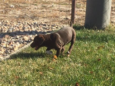 Search for dogs closest to your area by changing the search location. View Ad: German Shorthaired Pointer-Vizsla Mix Litter of ...