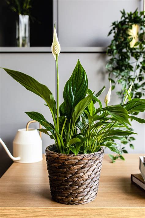 How To Grow The Majestic Peace Lily Indoors Or Out Peace Lily Indoor