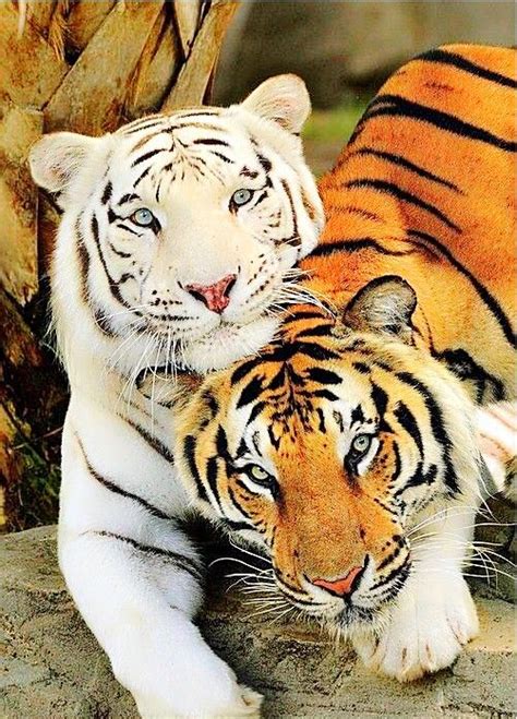 Couple Of Tigers Nature Animals Animals And Pets Funny Animals Cute