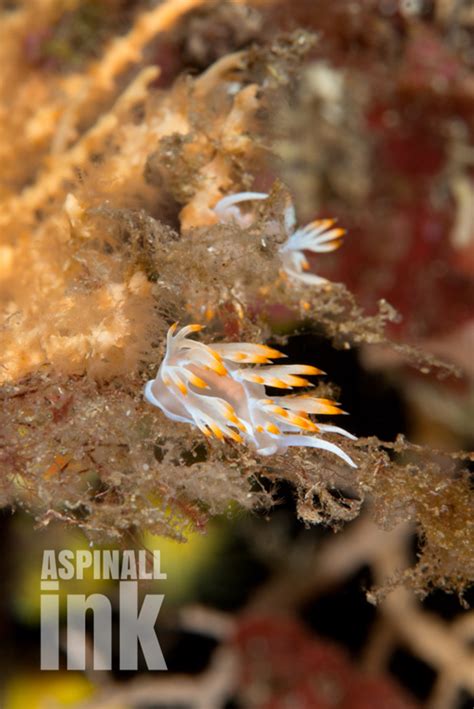 Colourful Nudibranchs From The Temperate Mediterranean
