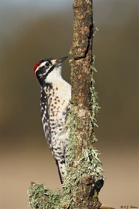 Nuttalls Woodpecker Page