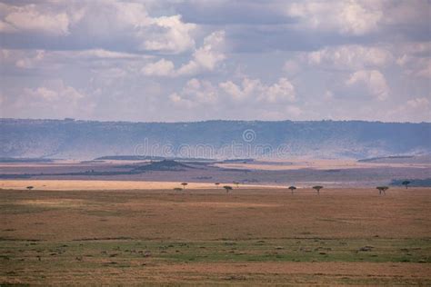 Maasai Mara Triangle National Game Reserve Narok County Rift Valley In