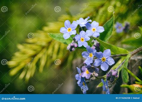 Spring Garden Spring Flowers Forget Me Not Flowers Stock Photo