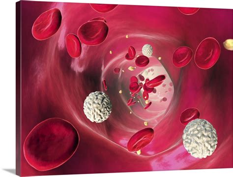 Blood Cells In Blood Vessel Artwork Wall Art Canvas Prints Framed