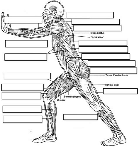 Anterior Muscles Of The Body Labeled Blank Muscle Diagram To Label Images