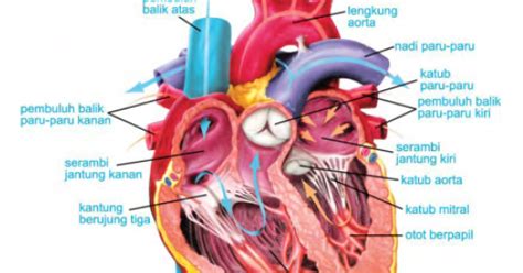 Gambar Organ Jantung Manusia Beserta Keterangan Dan Fungsinya Tempat