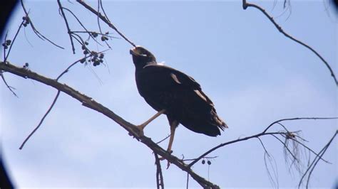 Great Black Hawk Virginia Key Miami Florida Youtube