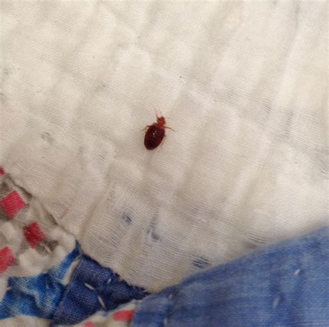 Is This A Bed Bug Omahane Whatsthisbug