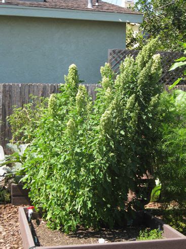 One cup of couscous contains 36 grams of carbohydrates, 2.2 grams of fiber, 6 grams of protein, 0.3 grams of. Growing Quinoa | Growing quinoa, Survival gardening ...