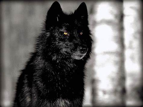 Black Wolves Wallpapers Hd Wolf Wallpaperspro
