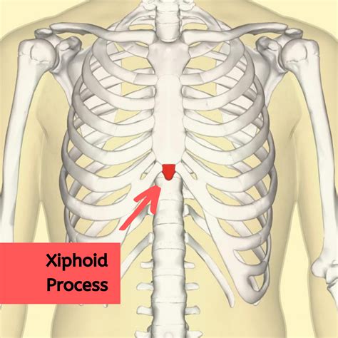 Xiphoid Process
