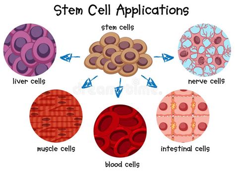 Diagrama De Celulas