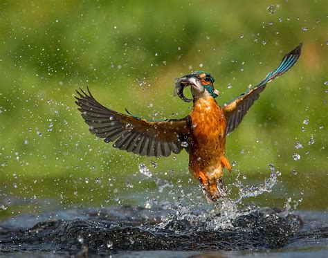 Water Drops Bird Fish Kingfisher Catch Hd Wallpaper Wallpaperbetter