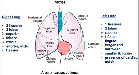 Difference Between Left And Right Lung Lobes Lung Anatomy And Clinical