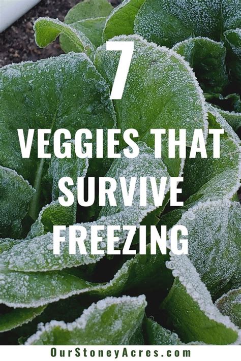 7 Vegetables That Can Survive Freezing Our Stoney Acres Fall Garden