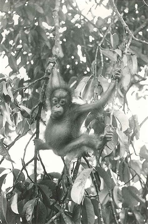 Meet Martha A Bornean Orangutan At Chester Zoo Chester Zoo