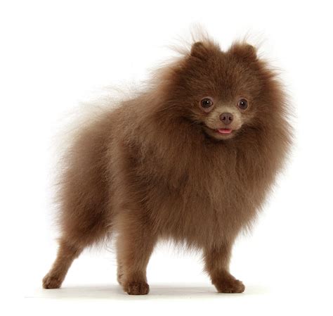 Brown Pomeranian Standing Photograph By Mark Taylor Fine Art America