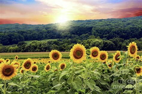 Countryside Sunflower Landscape Photograph By Regina Geoghan Fine Art