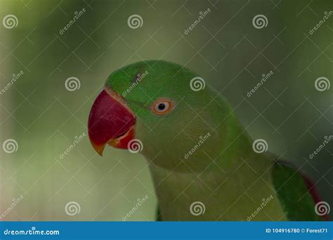 Portrait Of Green Parrot Stock Photo Image Of Amazon 104916780