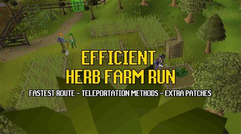 Herbs are the cornerstone of farming for most players, but you will have to start out with guams, marrentills, and tarromins. Most Efficient OSRS Herb Running Guide - OSRS Guide
