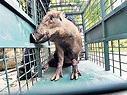 野豬威脅論 組織憂挑起殺念 - 晴報 - 港聞 - 新聞二條 - D180323
