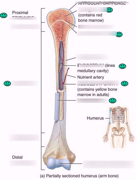 Parts Of A Long Bone Diagram Quizlet
