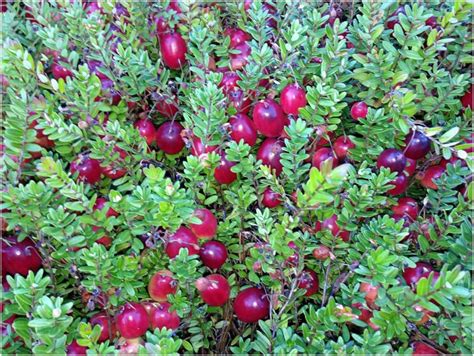 Vaccinium Macrocarpon Pilgrim Cranberry Plant In 9 Cm Pot