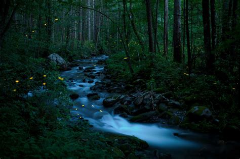 Fireflies In The Forest Great Smoky Mountains National Parktennessee
