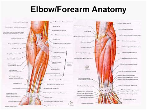 Anatomy Of The Armpit