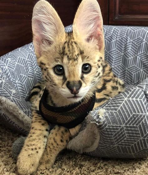 African Serval Cats Quick Market
