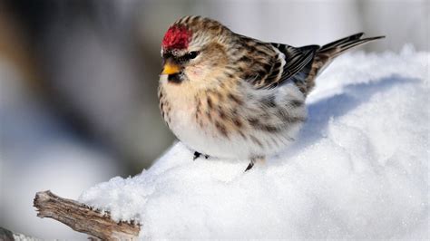 How Birds Stay Warm Through Canadas Cold Winters Calgary Cbc News