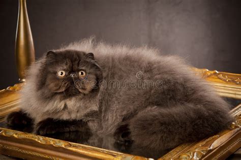 Long Haired Persian Cat Stock Image Image Of Mammal