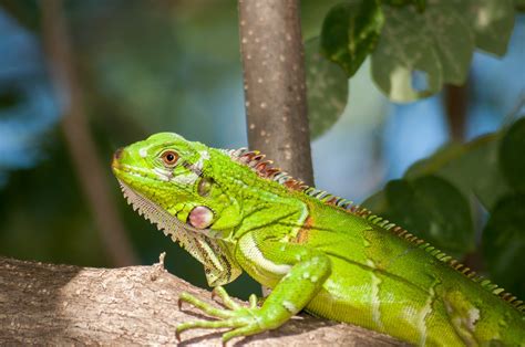 El Comportamiento De Las Iguanas Verdes Domésticas Iguanas